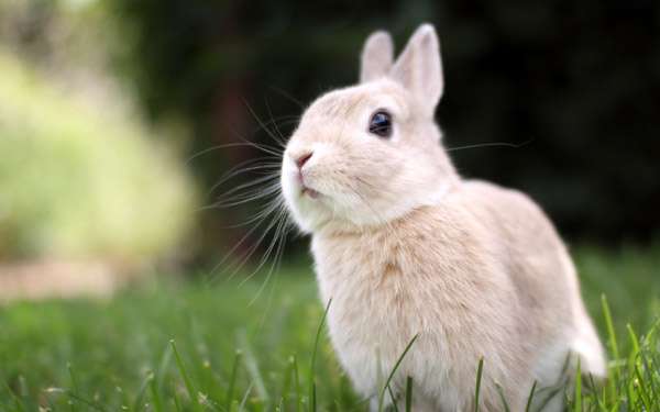 Карликовый кролик на поляне, фото фотография