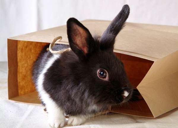 Домашний кролик в бумажном пакете, фото фотография
