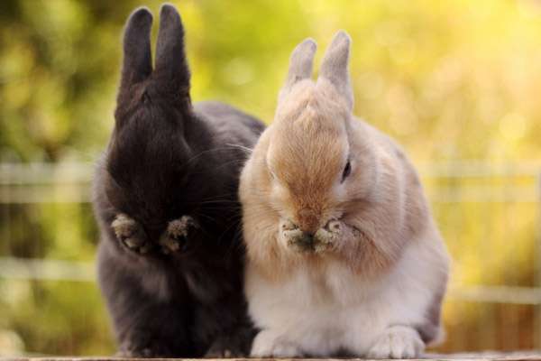 Умывающиеся кролики, фото фотография