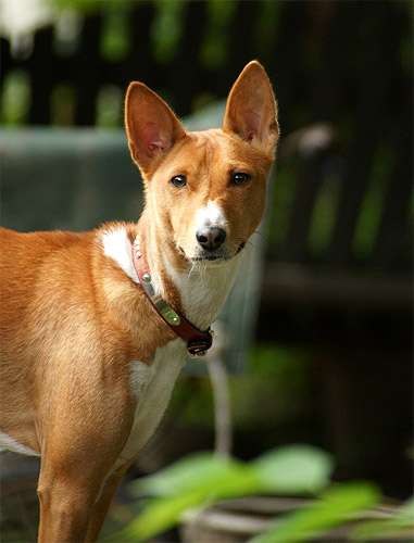 Басенджи, фото породы собак фотография