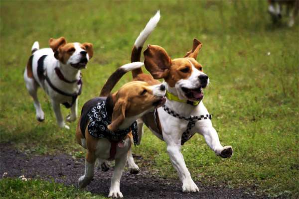 Бегущие бигли, фото гончие фотография собаки