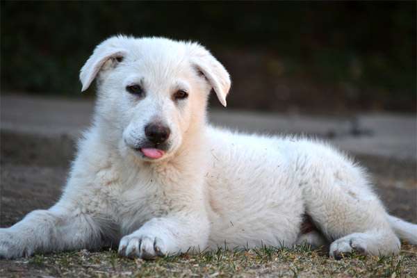 Щенок белой швейцарской овчарки, фото породы собаки фотография