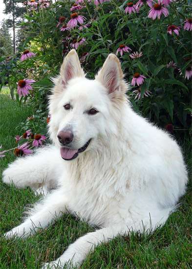 Длинношерстная белая швейцарская овчарка, фото собаки фотография картинка