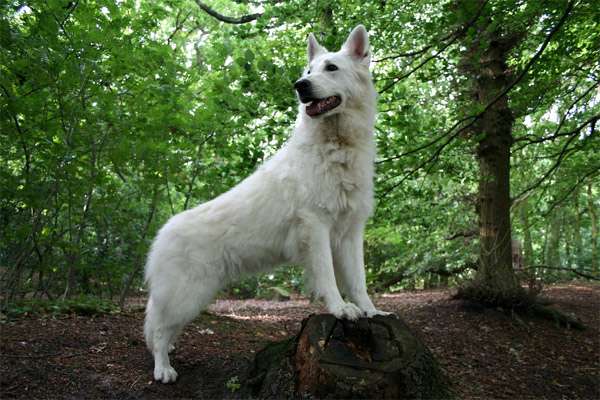 Американо-канадская белая овчарка, фото собаки фотография изображение