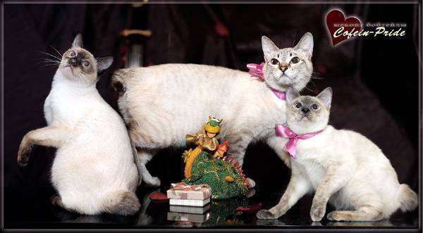 Меконгские бобтейлы редких окрасов, фото породы кошек картинка