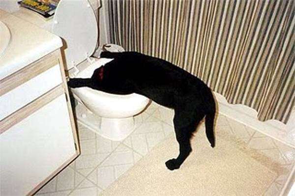 Собака пьет из унитаза, фото фотография