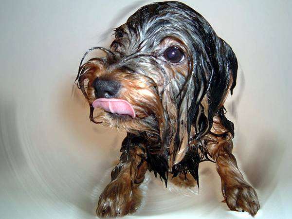 Мокрая собака, фото изображение