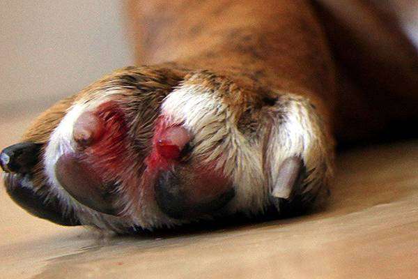 Лапа собаки с кровоточащими когтями, фото фотография
