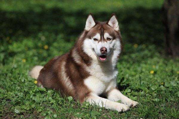 Сибирский хаски, собаки фото породы собак фотография