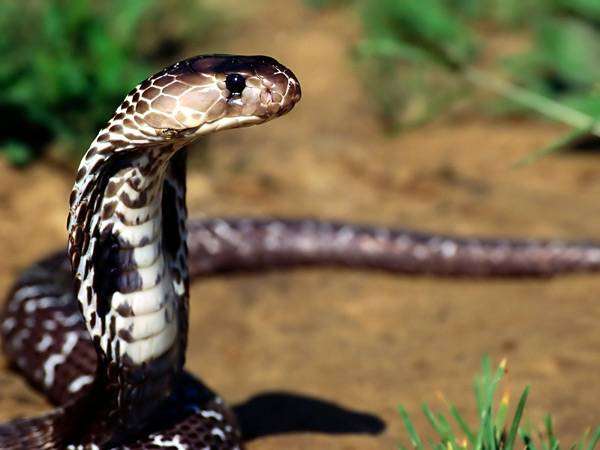 Кобра, фото болезни рептилий змеи фотография