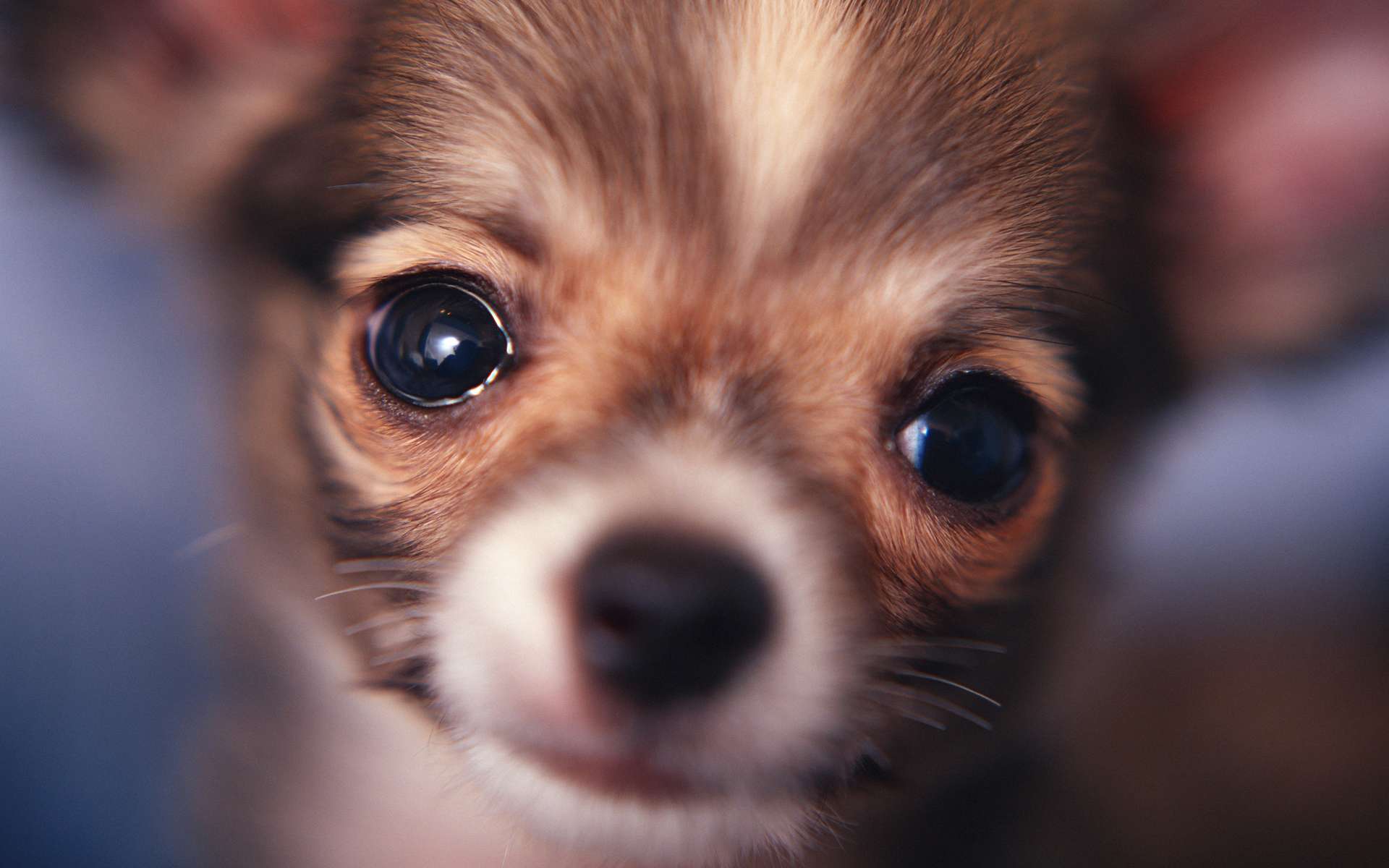 Чихуахуа - маленькие собаки, фото фотография картинка обои 