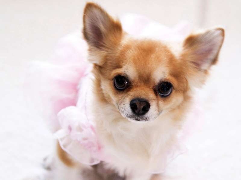 Чихуахуа - маленькая добрая собака, фото фотография картинка обои 