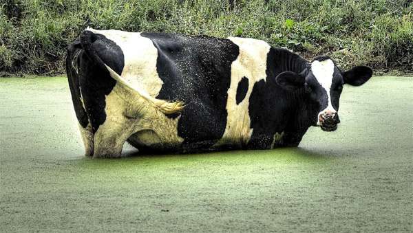 Корова, в заросшей тиной, луже, фото парнокопытные фотография