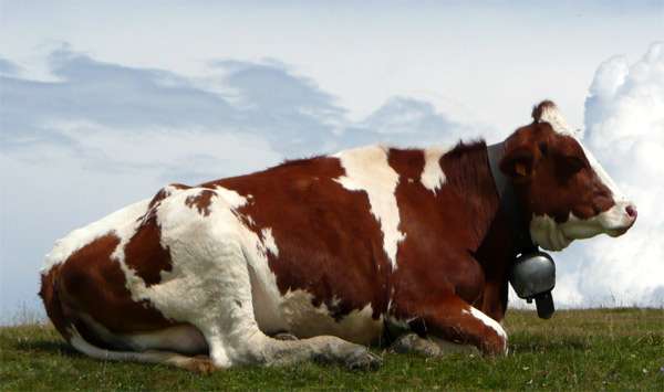 Отдыхающая корова, фото домашние животные фотография