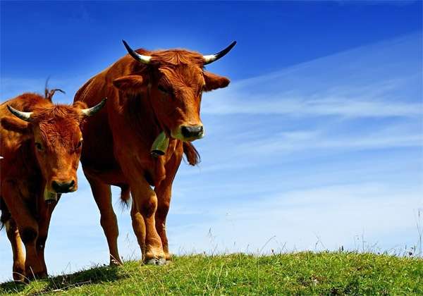 Две коровы на фоне голубого неба, фото парнокопытные животные фотография