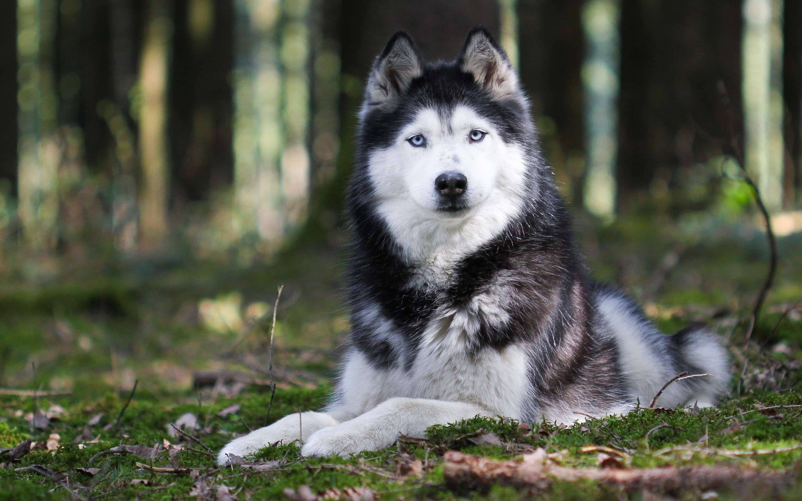 Финская оленегонная собака, фото фотография картинка обои 