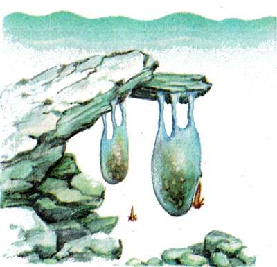Выклев личинок семиреченского лягушкозуба (Ranodon sibiricus), рисунок картинка земноводные