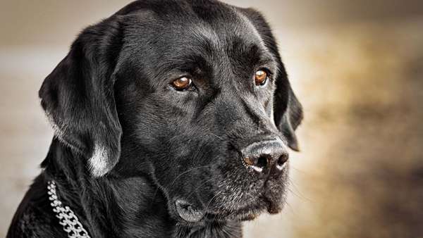 Черный лабрадор-ретривер, фото фотография собаки