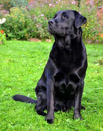 Черный лабрадор-ретривер, фото вопросы о собаках фотография