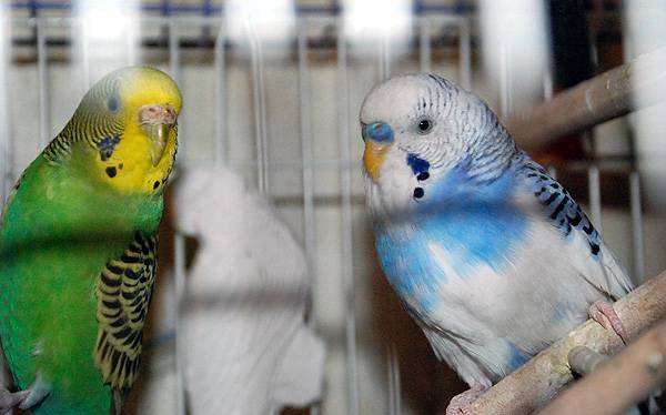 Волнистые попугаи, фото птицы фотография попугайчики