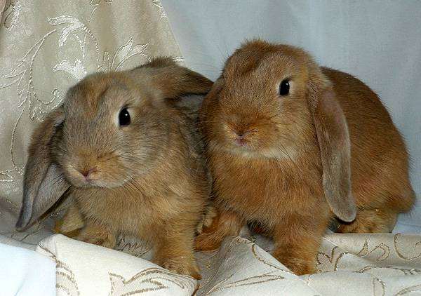 Карликовые кролики карликовые бараны, фото содержание кроликов фотография