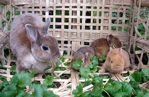 Карликовый рекс с крольчатая, фото содержание кроликов фотография