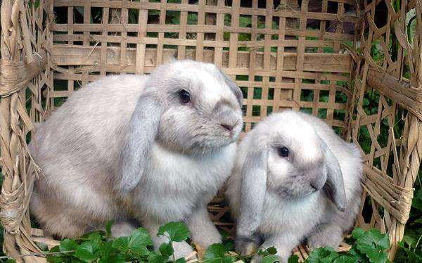 Карликовые кролики бараны, фото кормление кроликов фотография
