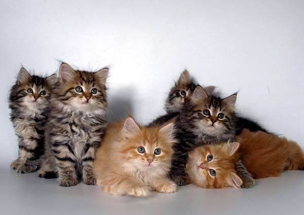 Сибирские котята, фото вопросы о кошках фотография