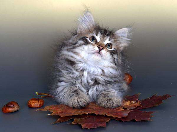 Котенок сибирской кошки, фото консультации о кошках фотография