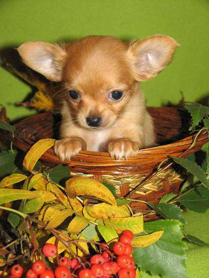 Щенок чихуахуа, фото выбор породы собаки фотография