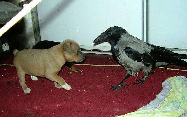 Ворона и щенок, фото кормление птиц фотография