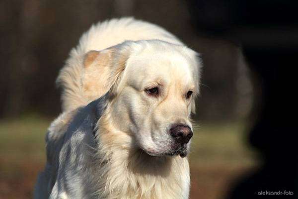 Золотистый ретривер, фото собаки породы собак фотография