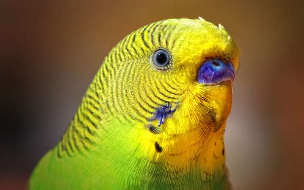 Зеленый волнистый попугай, фото птицы фотография картинка