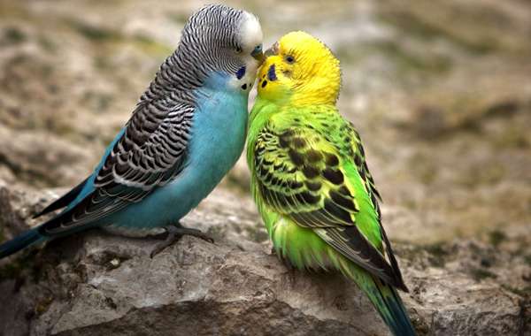 Целующиеся волнистые попугайчики, фото птицы фотография картинка
