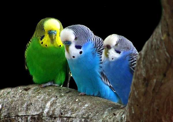 Три волнистых попугая, фото птицы фотография картинка
