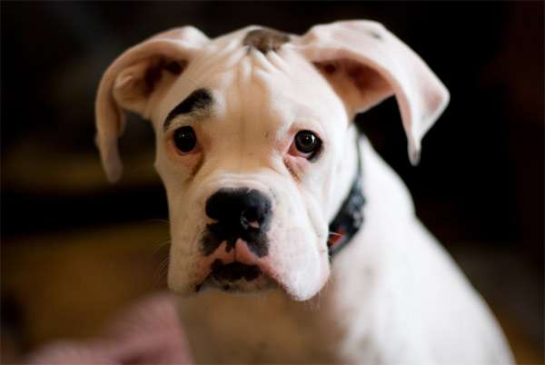 Щенок белого боксера, фото породы собаки фотография