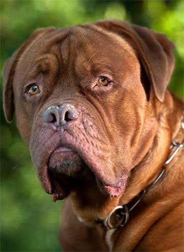 Бордоский дог, фото породы собак фотография
