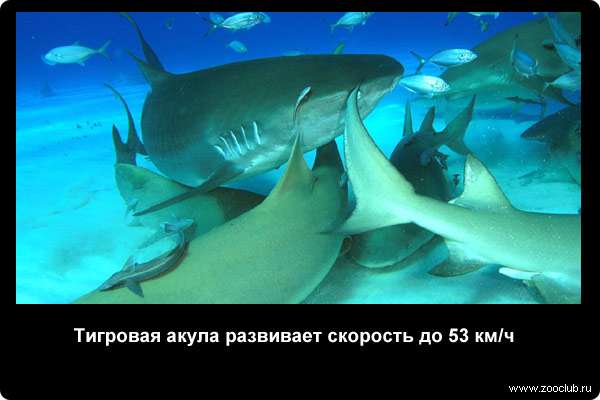Скорость тигровой акулы достигает до 53 км/час
