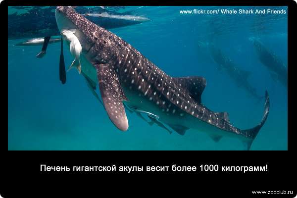 Печень гигантской акулы весит более 1000 килограмм