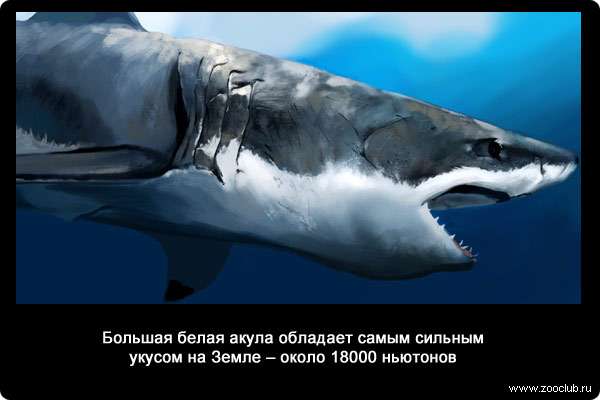 Большая белая акула обладает самым сильным укусом на Земле - около 18000 ньютонов