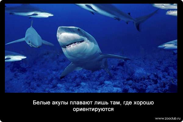 Белые акулы плавают лишь там, где хорошо ориентируются