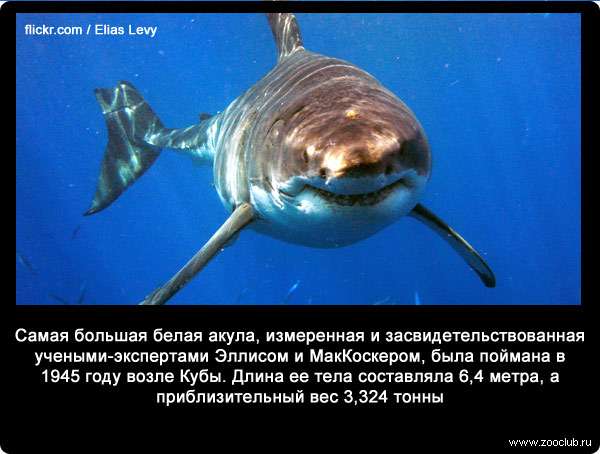 Самая большая белая акула, измеренная и засвидетельствованная учеными-экспертами Эллисом и МакКоскером, была поймана в 1945 году возле Кубы. Длина ее тела составляла 6,4 метра, а приблизительный вес 3,324 тонны