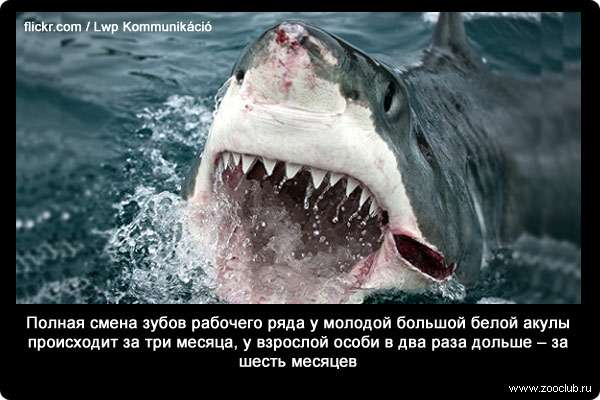 Полная смена зубов рабочего ряда у молодой большой белой акулы происходит за три месяца, у взрослой особи в два раза дольше - за шесть месяцев