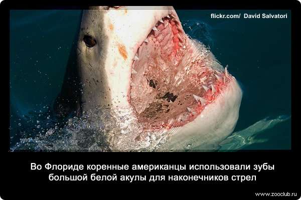 Во Флориде коренные американцы использовали зубы большой белой акулы для наконечников стрел