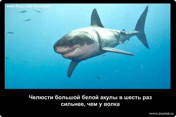 Челюсти большой белой акулы в шесть раз сильнее, чем у волка
