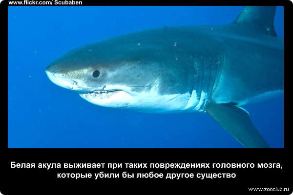 Белая акула выживает при таких повреждениях головного мозга, которые убили бы любое другое существо