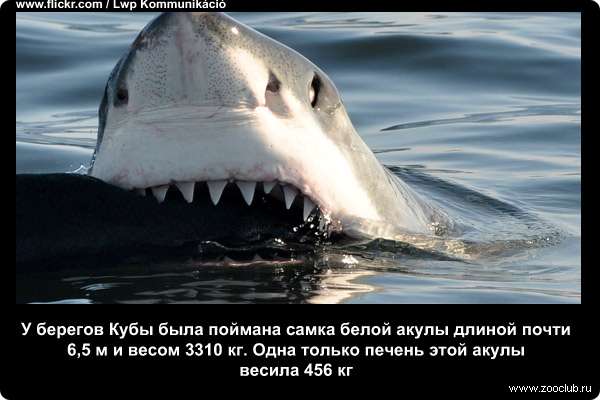 У берегов Кубы была поймана самка белой акулы длиной почти 6,5 м и весом 3310 кг. Одна только печень этой акулы весила 456 кг