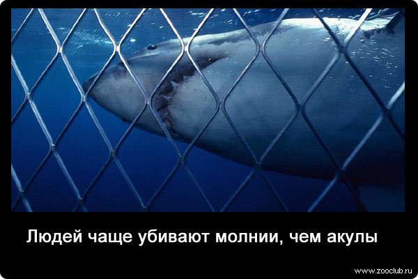 Людей чаще убивают молнии, чем акулы