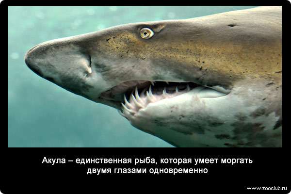 Акула - единственная рыба, которая умеет моргать двумя глазами одновременно