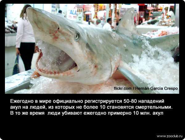 Ежегодно в мире официально регистрируется 50-80 нападений акул на людей, из которых не более 10 становятся смертельными. В то же время  люди убивают ежегодно примерно 10 млн. акул